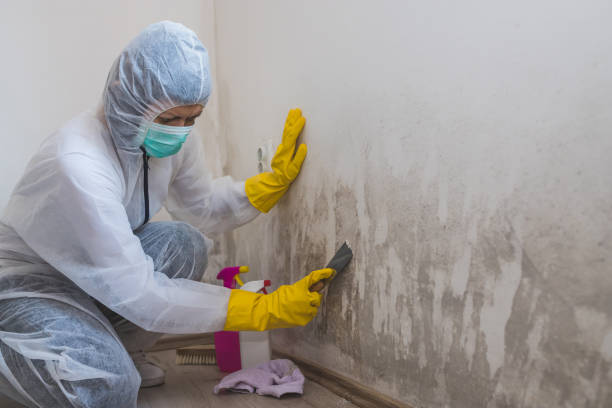 Crawl Space Mold Removal in Pine Island, MN