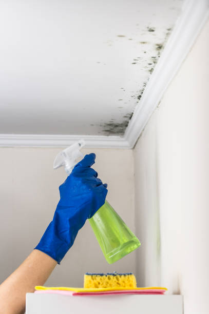 Home Mold Removal